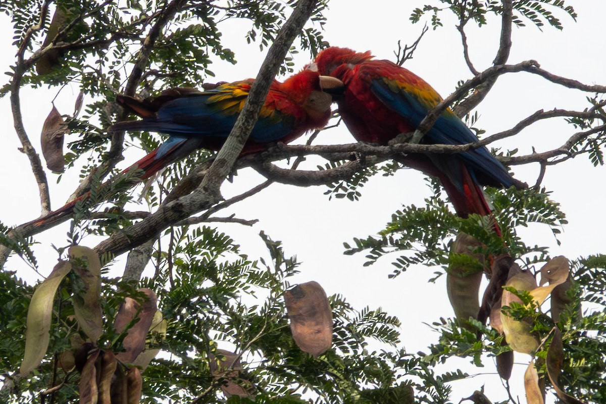 Scharlachara - ML651764681