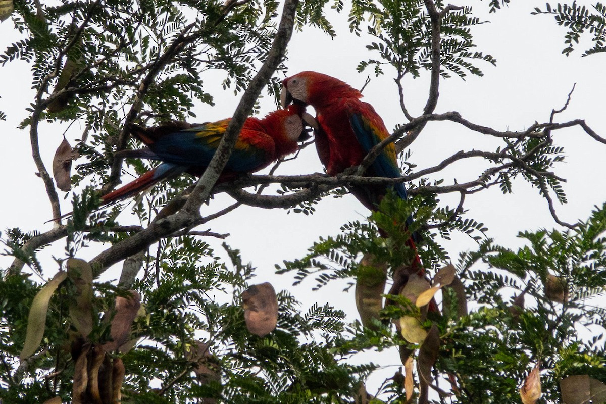 Scharlachara - ML651764682