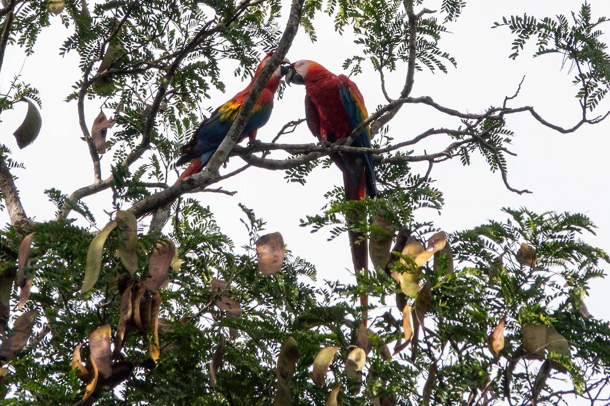 Scharlachara - ML651764683