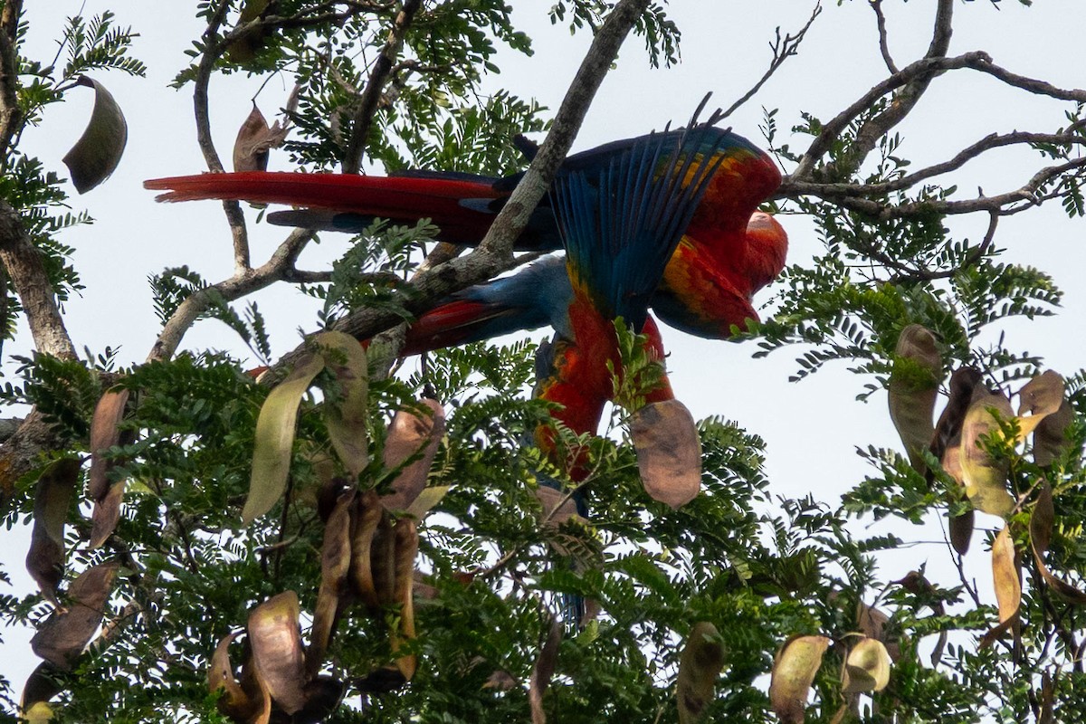 Scharlachara - ML651764684