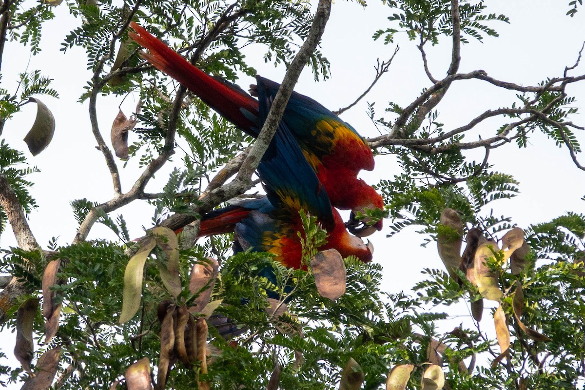 Scharlachara - ML651764685