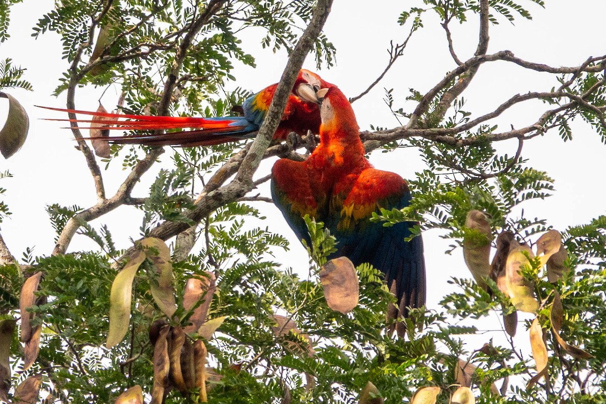 Scharlachara - ML651764686