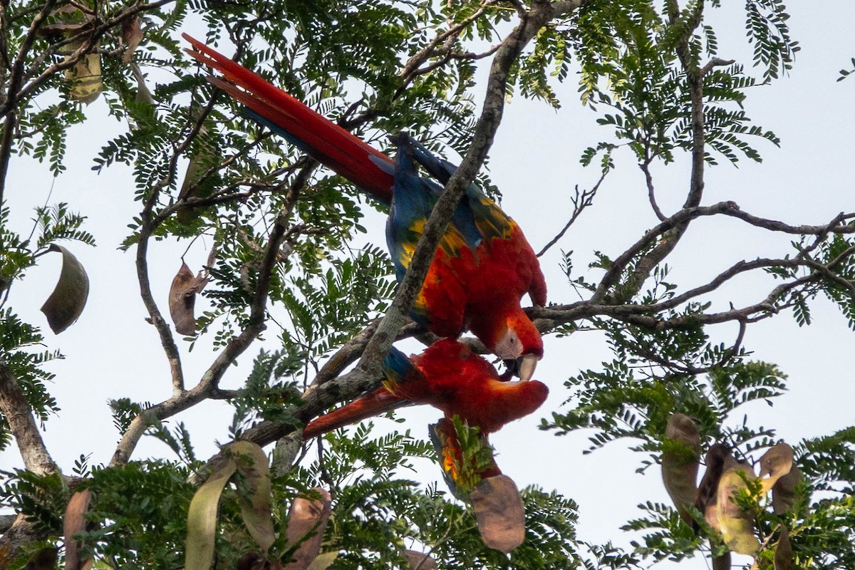 Scharlachara - ML651764687