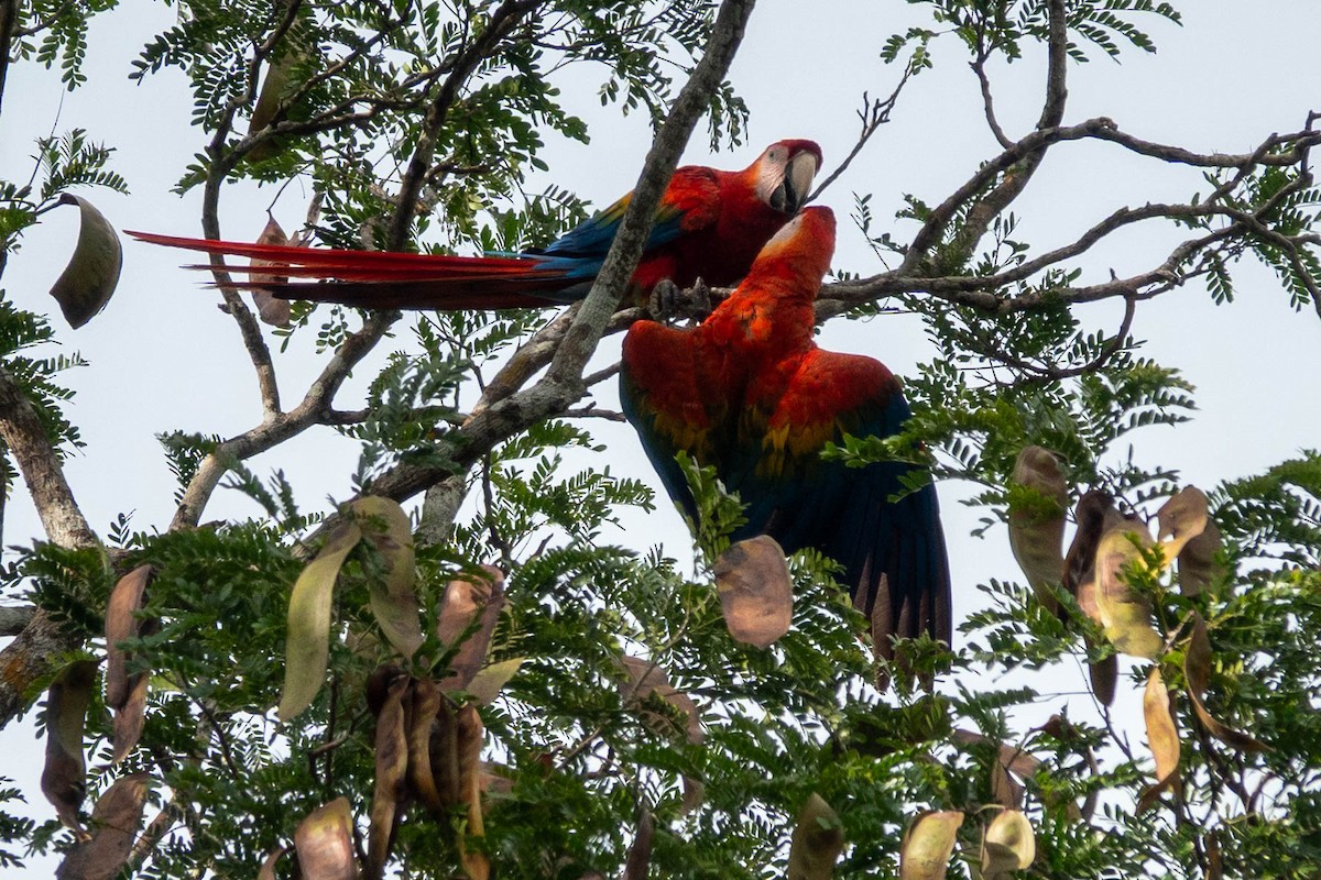 Scharlachara - ML651764688