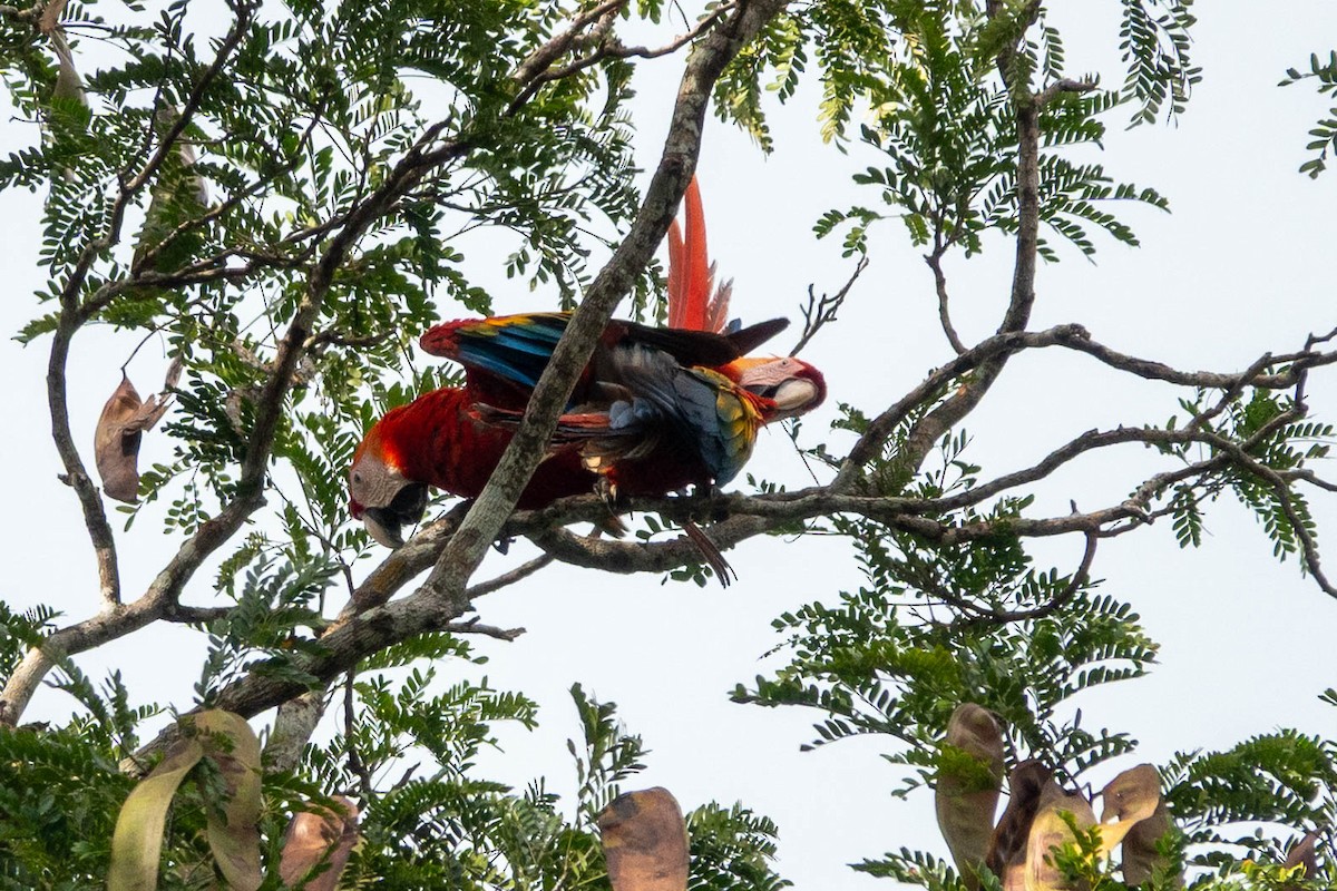 Scharlachara - ML651764689