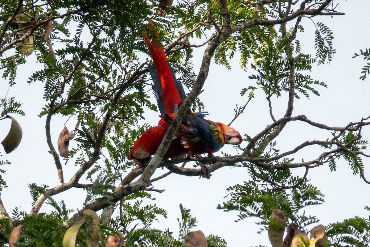 Scharlachara - ML651764690