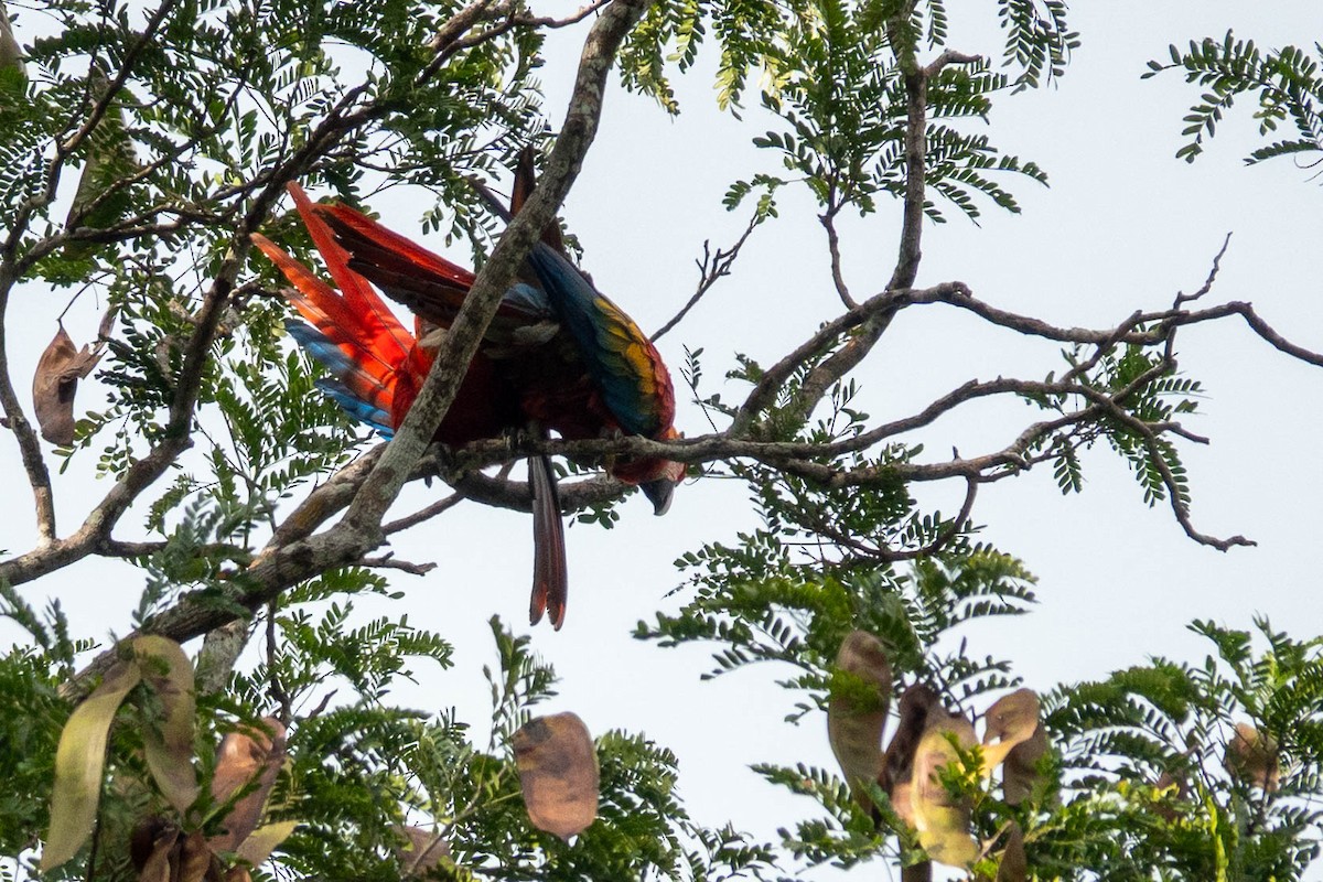 Scharlachara - ML651764691