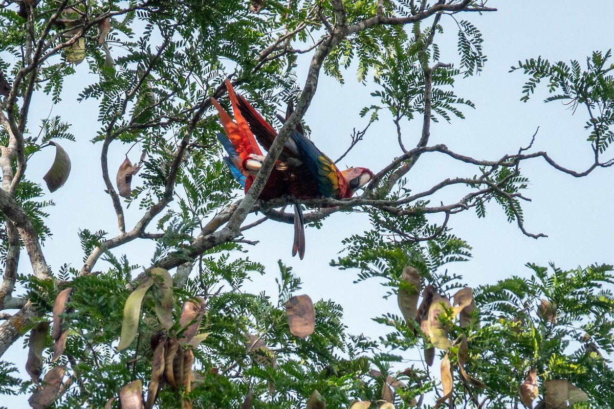 Scharlachara - ML651764692