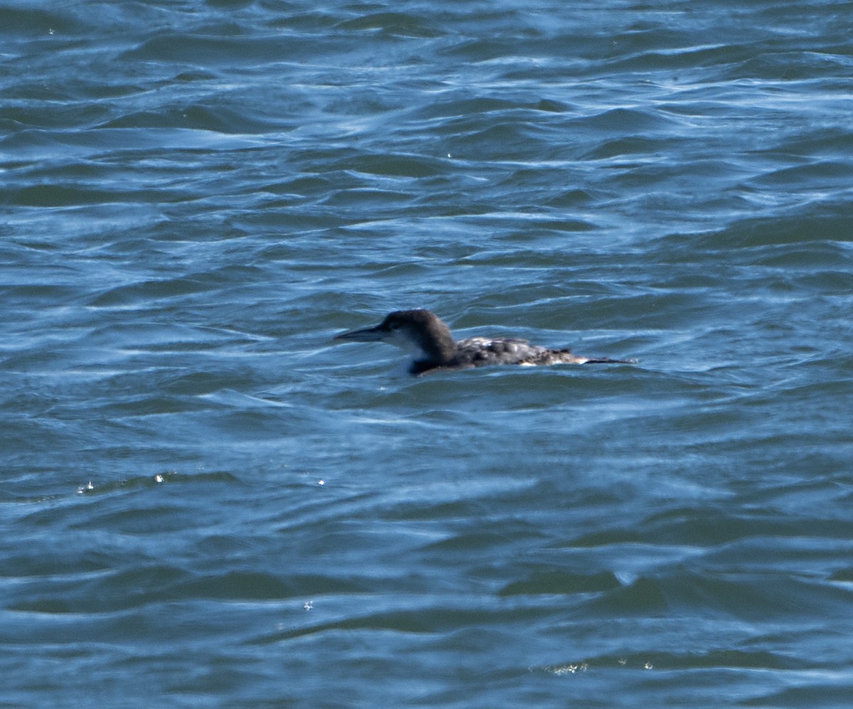 Strolaga maggiore - ML651764831