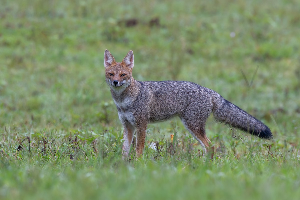 Pampas Fox - ML651766093