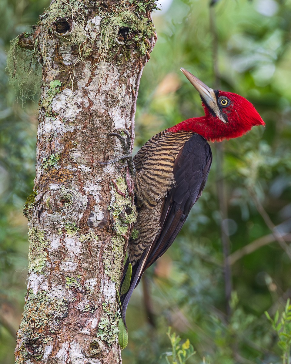 gladiatorspett - ML651766152