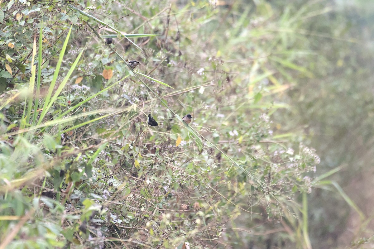 Black-and-white Mannikin - ML651766942