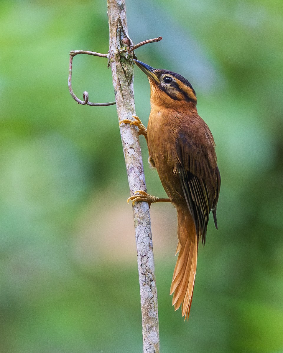 svartkroneløvgransker - ML651767252