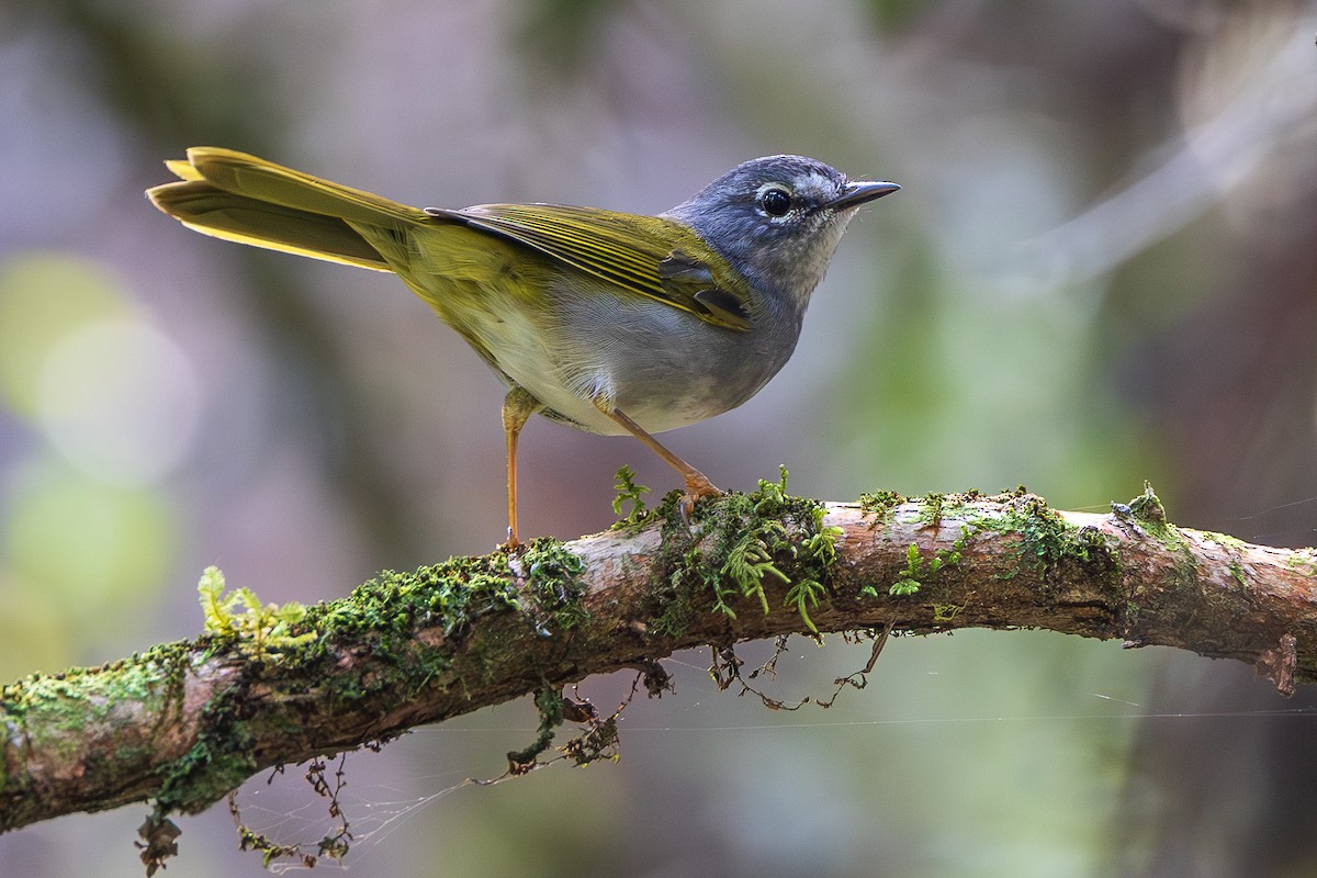 paranáparula - ML651767714