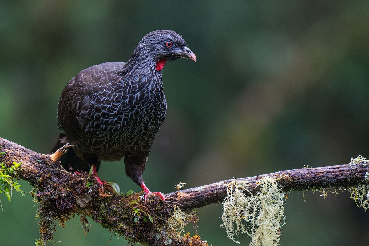 Pava Andina - ML651768647