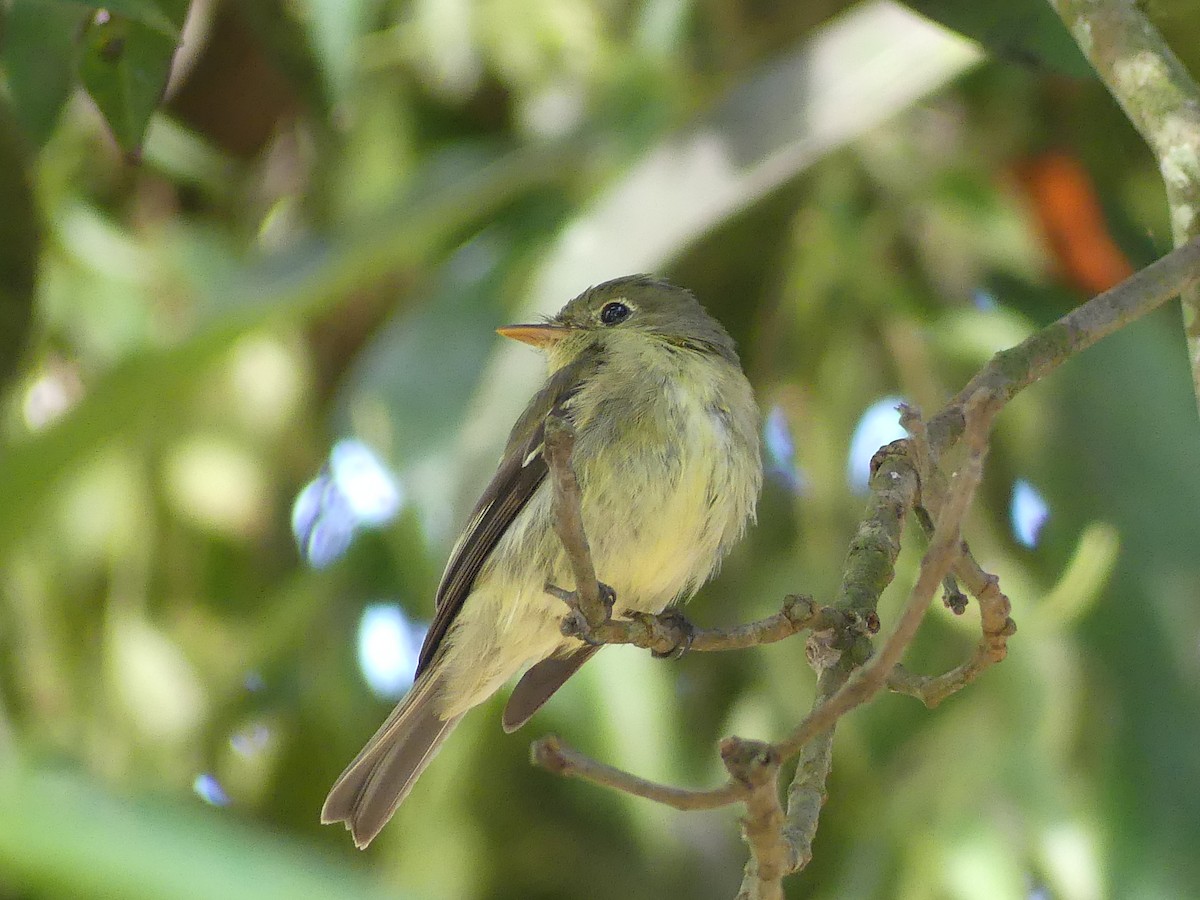 Yellow-bellied Flycatcher - ML651768870