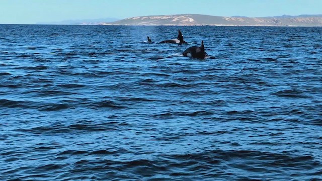 Косатка - ML651769134