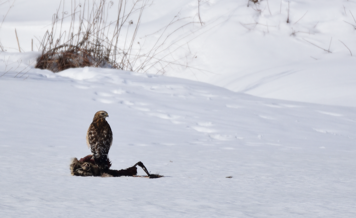 rødvingevåk - ML651769266