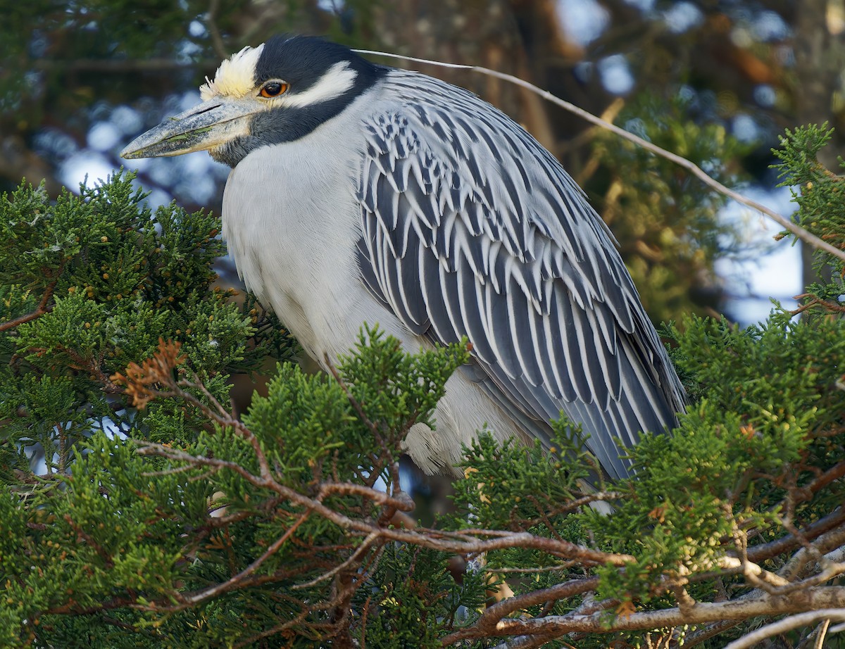 Yellow-crowned Night Heron - ML651769480