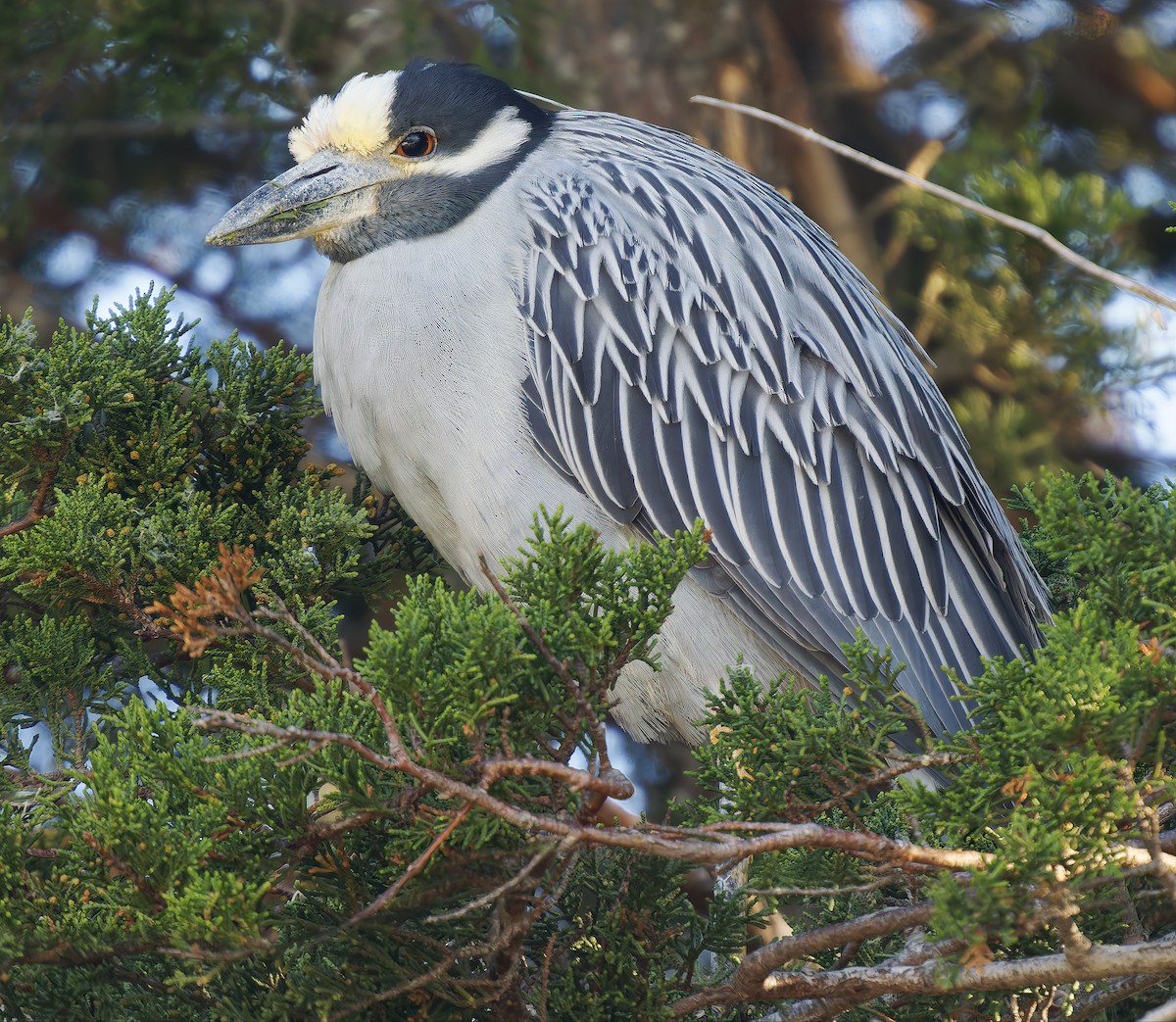 Yellow-crowned Night Heron - ML651769482