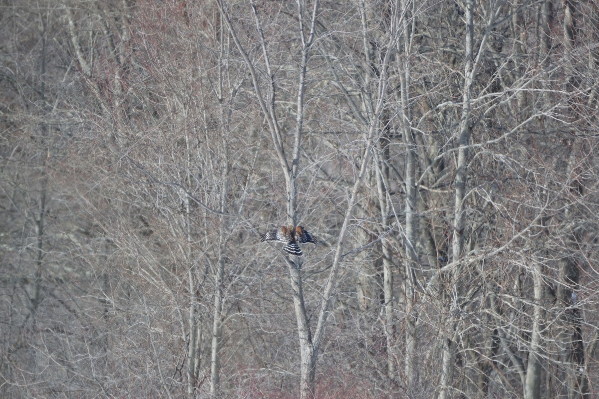 rødvingevåk - ML651769580