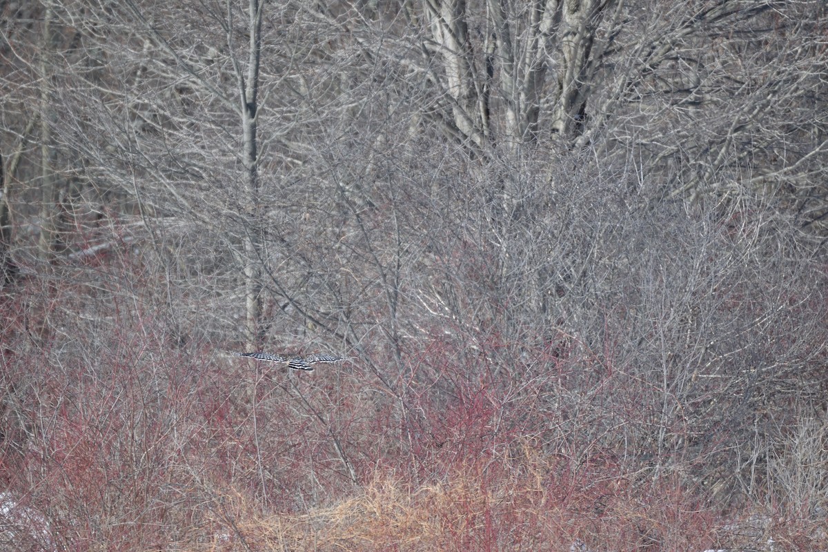 rødvingevåk - ML651769591