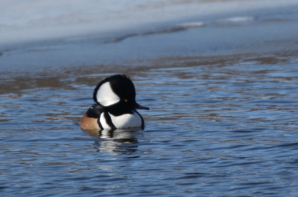 hjelmfiskand - ML651769753