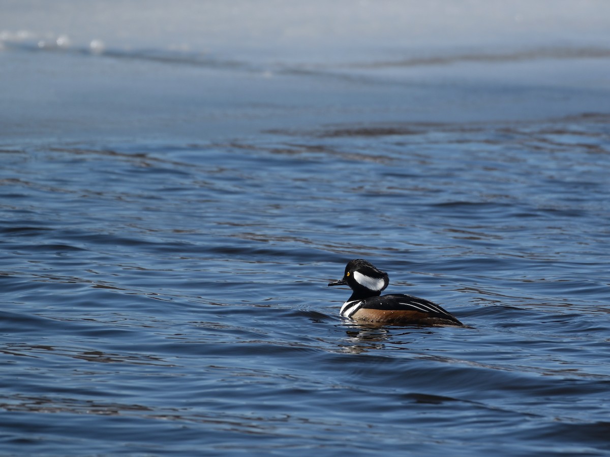 hjelmfiskand - ML651769754