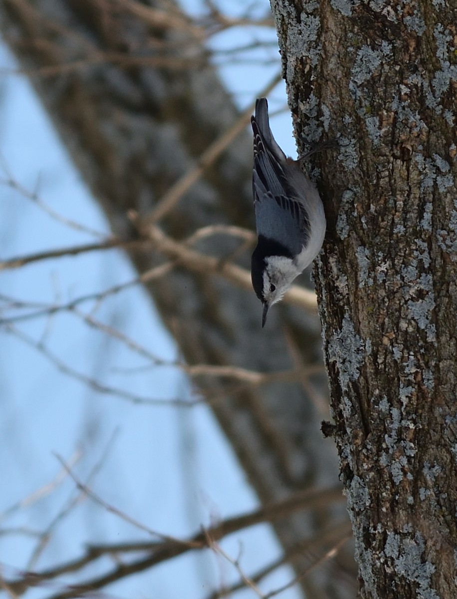 hvitbrystspettmeis - ML651769802