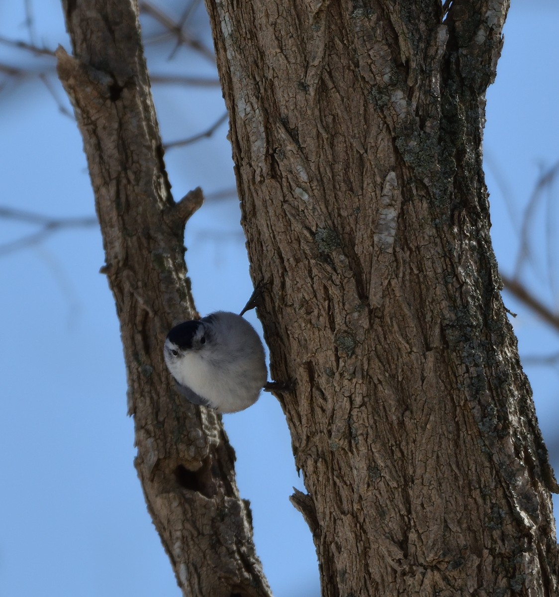 hvitbrystspettmeis - ML651769804