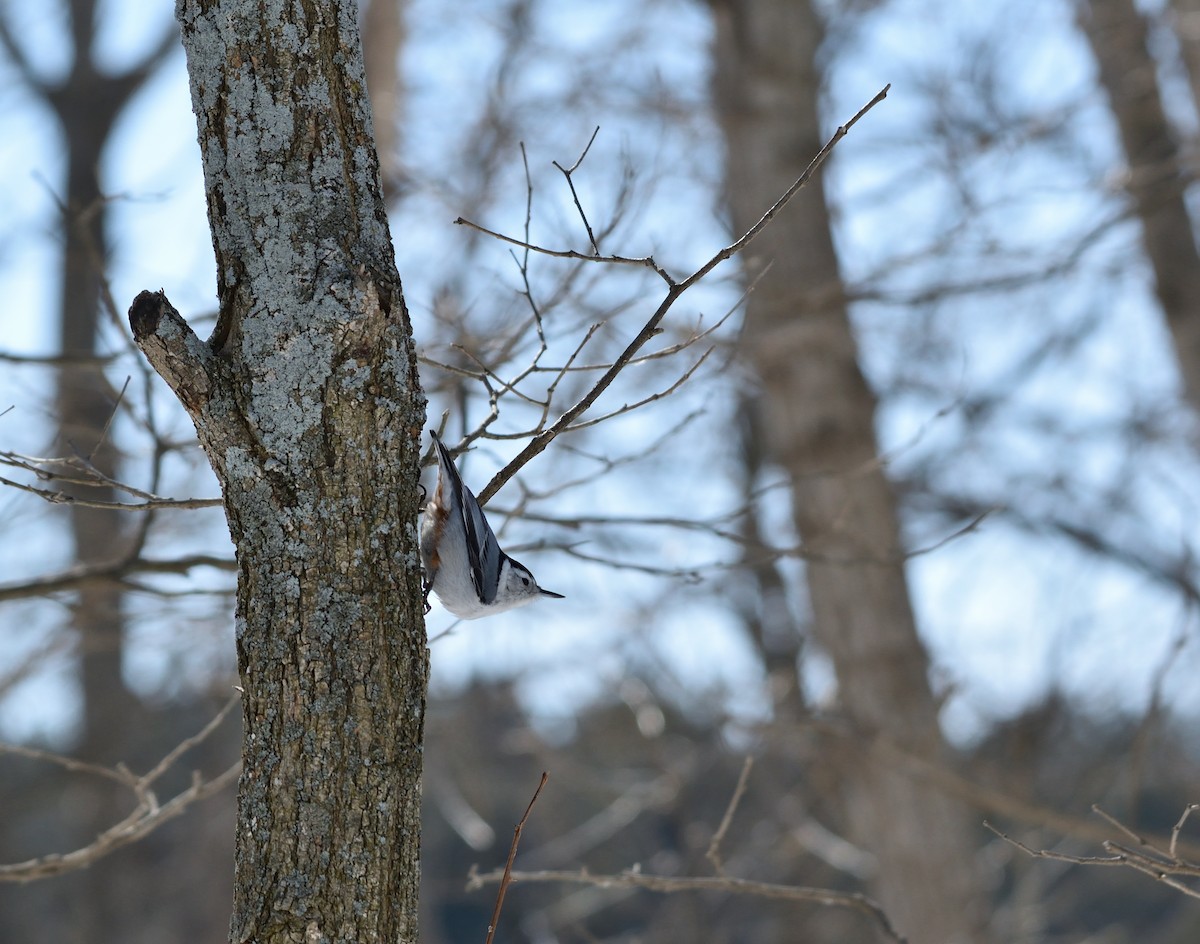 hvitbrystspettmeis - ML651769805