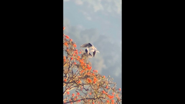 White-tailed Kite - ML651769815