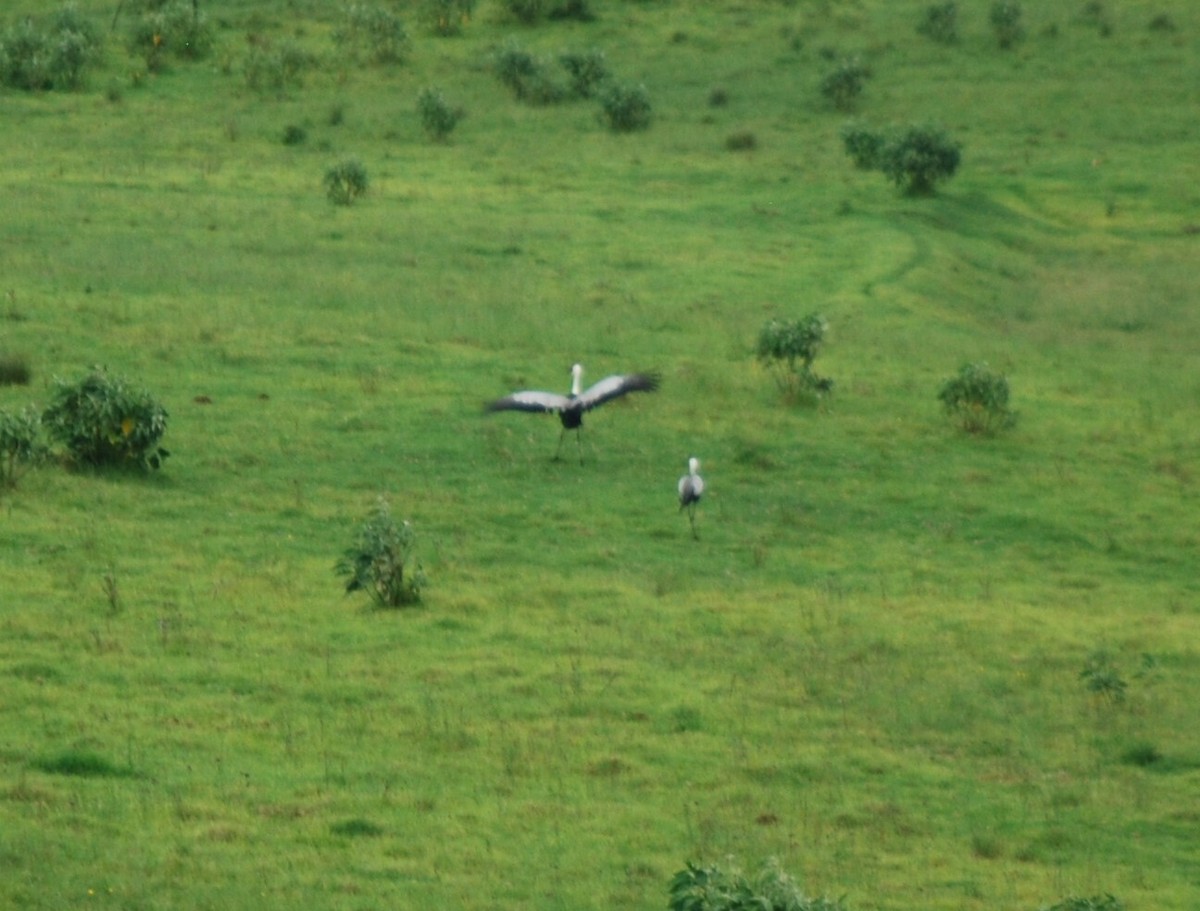 Wattled Crane - ML651769836