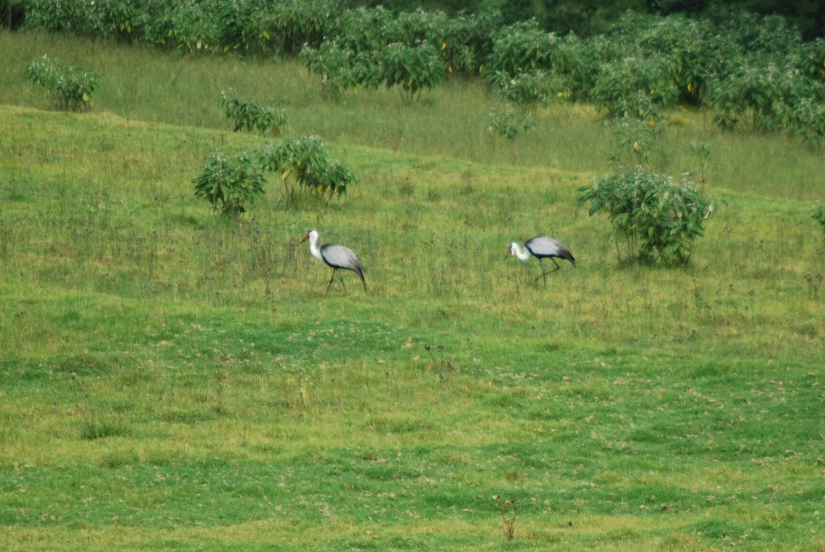 Wattled Crane - ML651770115