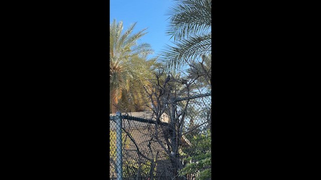 Northern Mockingbird - ML651770473