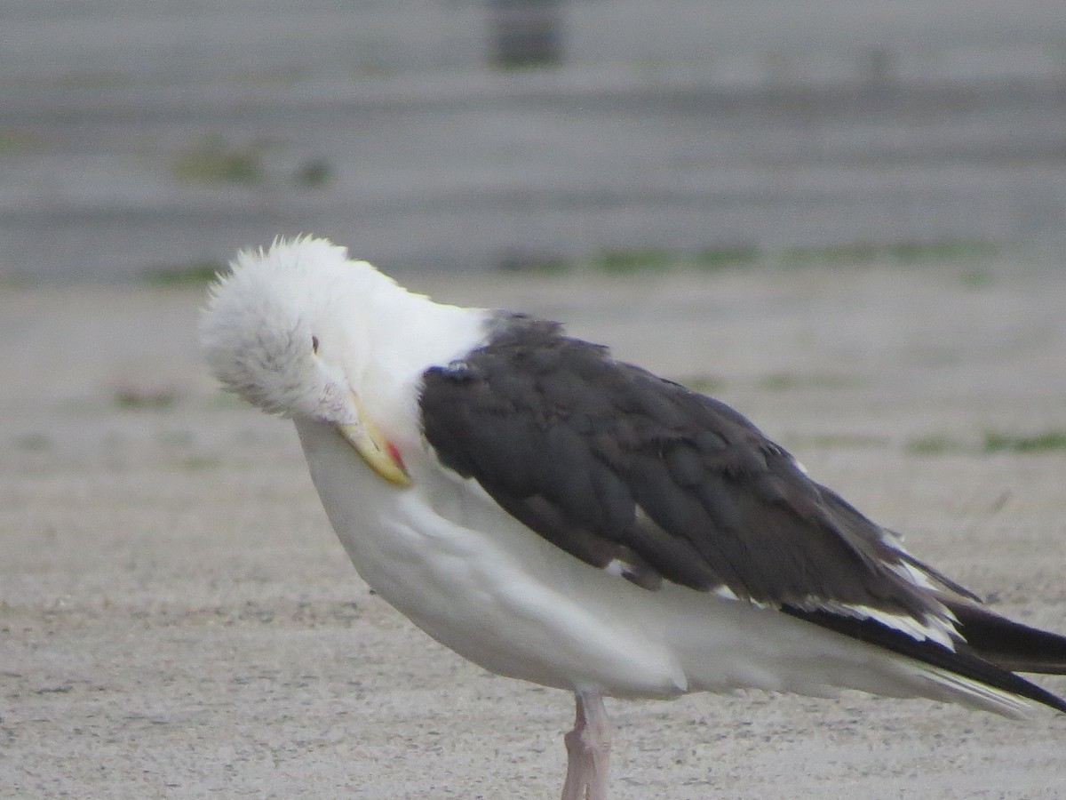 Great Black-backed Gull - Tom Preston