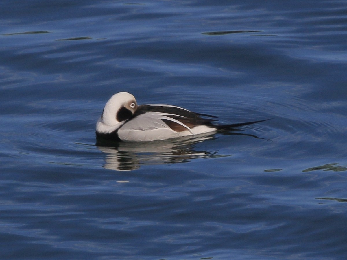 Moretta codona - ML651770621