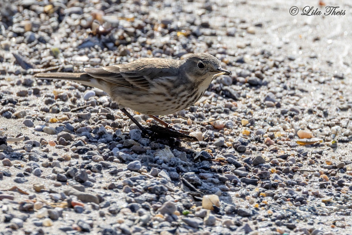 American Pipit - ML651771352