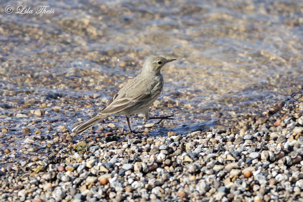 American Pipit - ML651771353