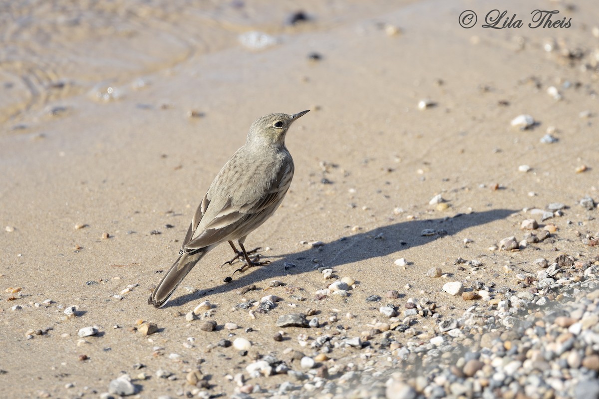 American Pipit - ML651771354