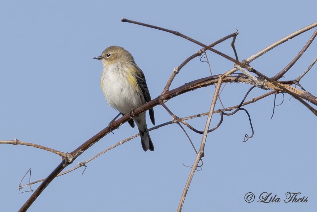 Yellow-rumped Warbler - ML651771370