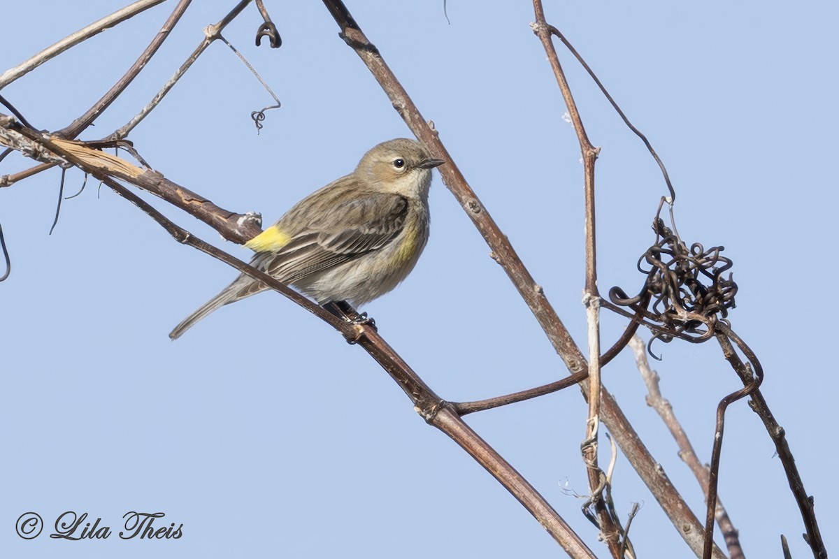 Yellow-rumped Warbler - ML651771371