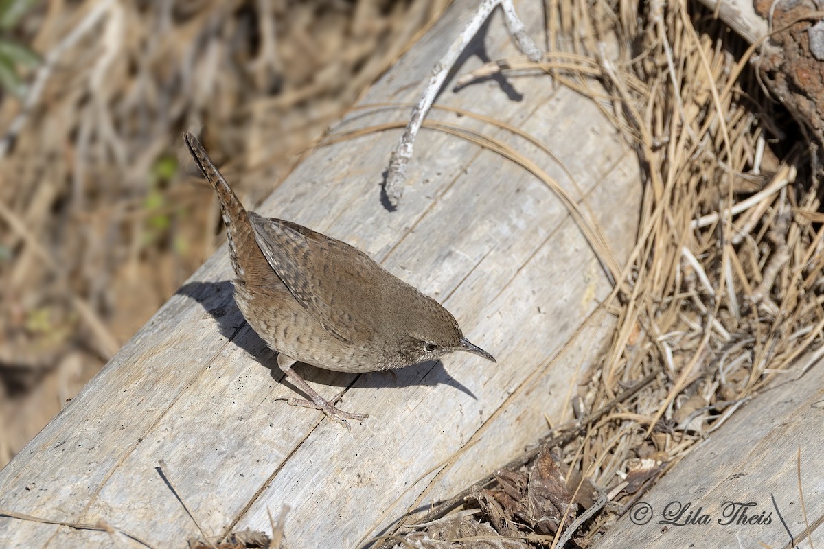 Northern House Wren - ML651771395