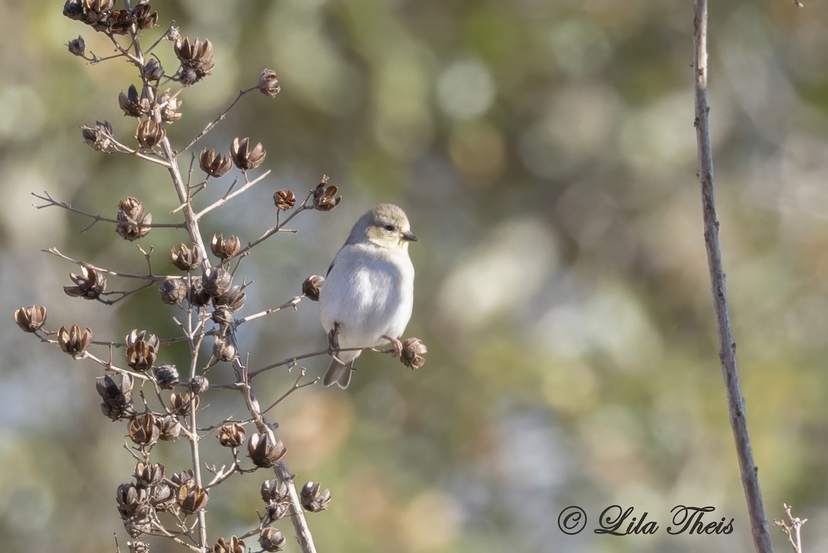 American Goldfinch - ML651771921
