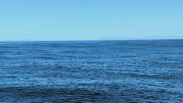 Косатка - ML651772274