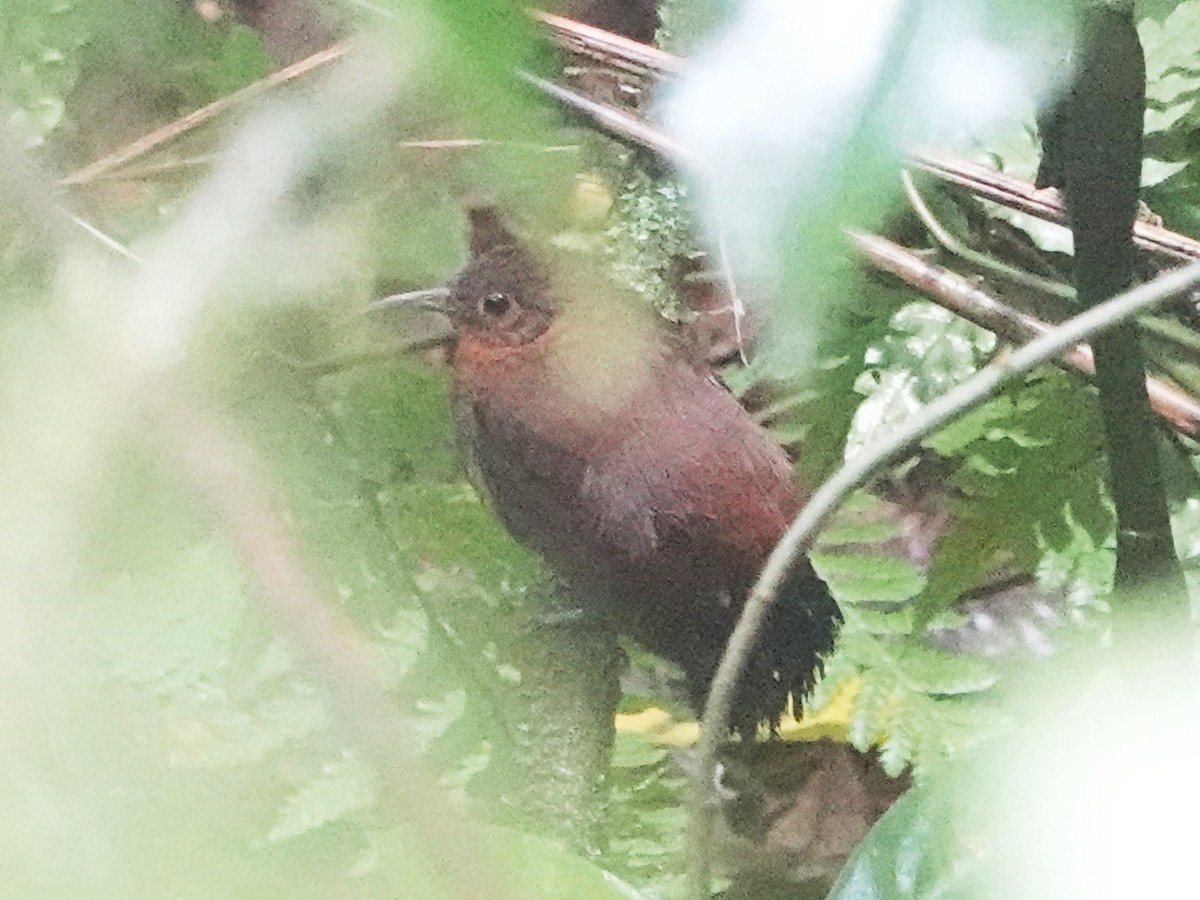 Tirahojas Mexicano - ML651772735