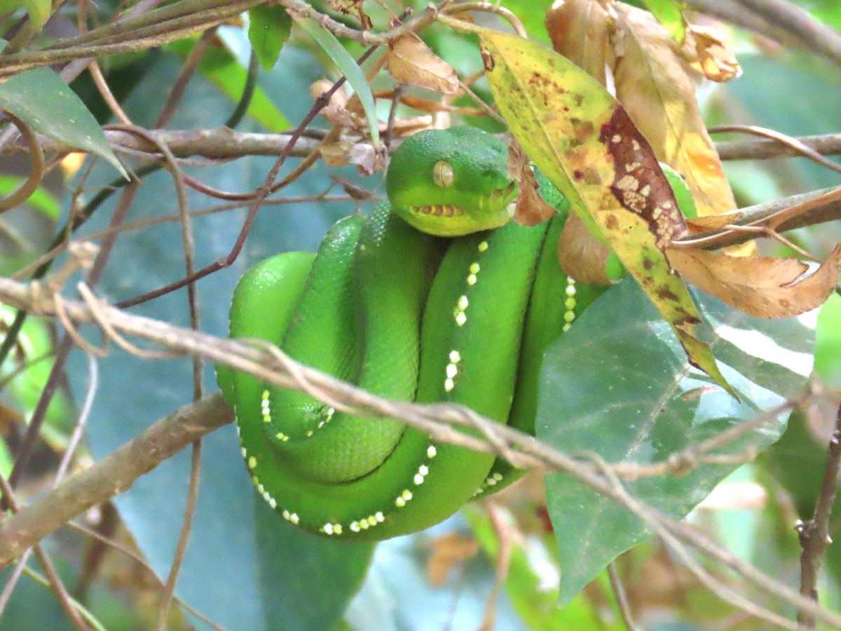 Southern Green Python - ML651773123