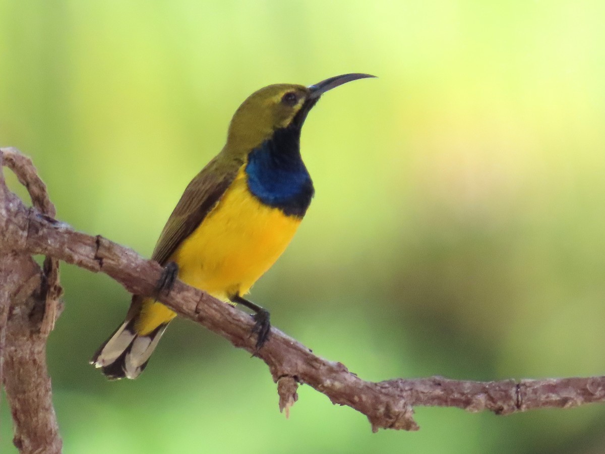 Sahul Sunbird - ML651773226