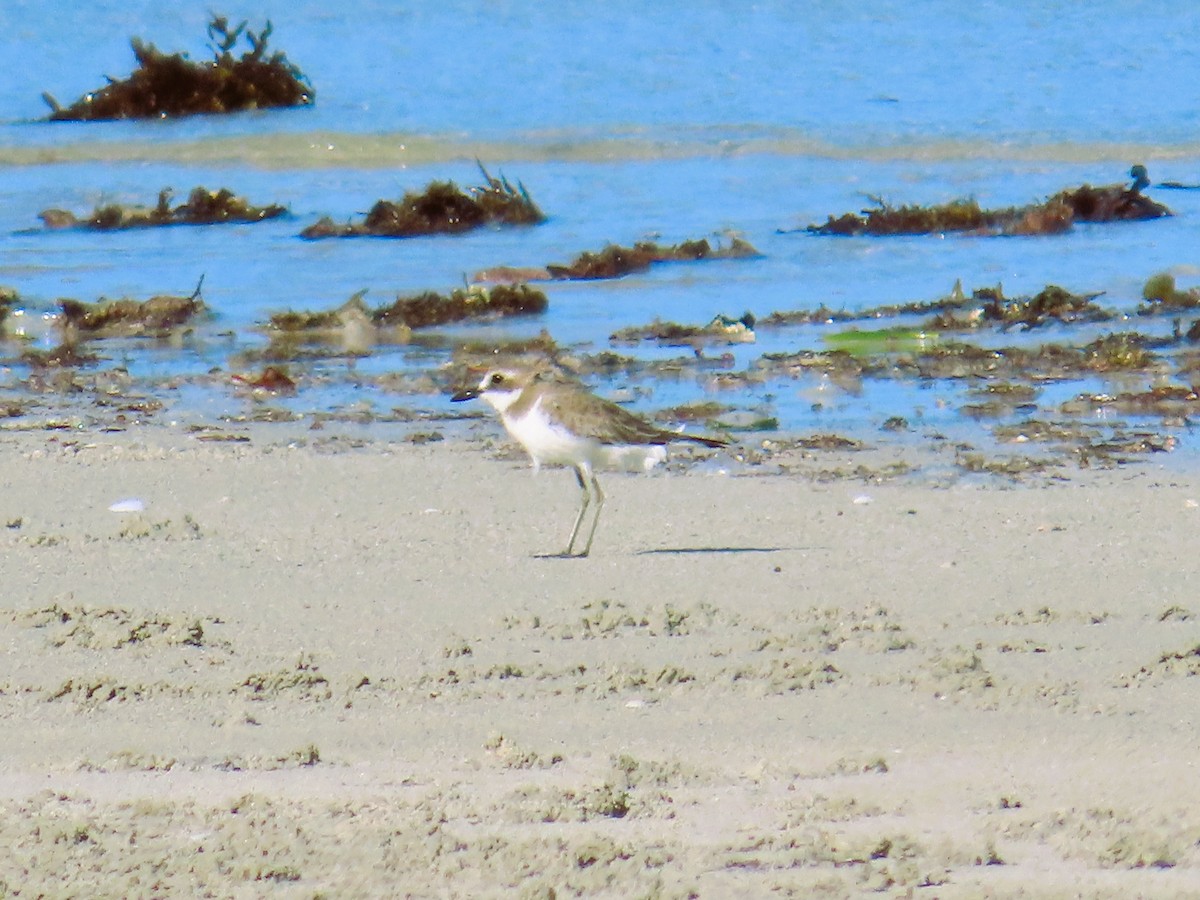 Монгольский зуёк - ML651773297