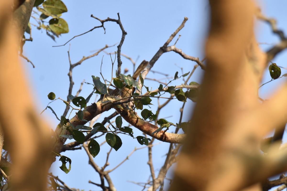 Plain Thornbird - ML651773636